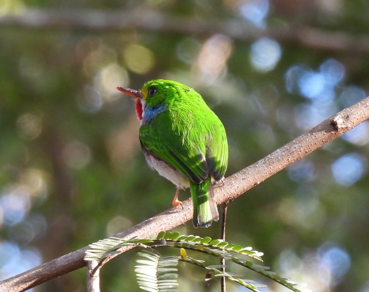 Cuban Tody - ML645833189