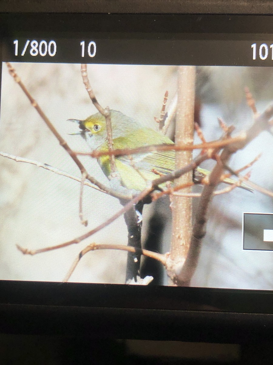 メジロモズモドキ - ML645833197