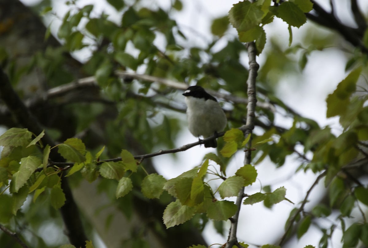 マダラヒタキ - ML645833199