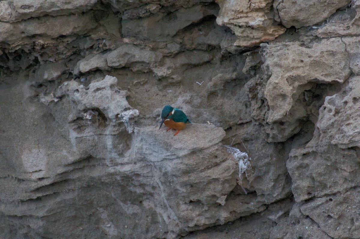 カワセミ - ML645833201