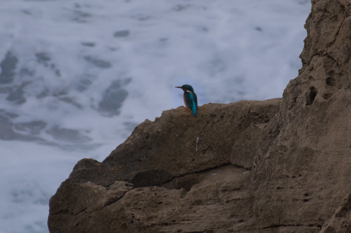 カワセミ - ML645833202