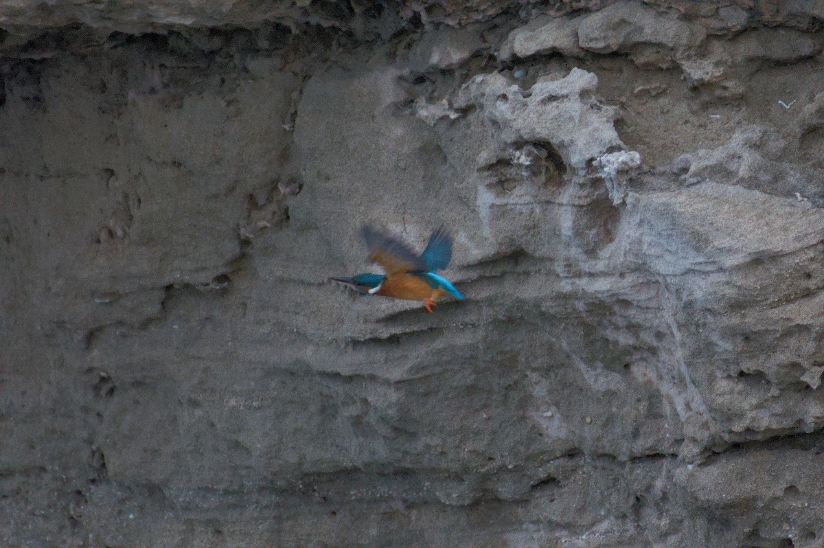 カワセミ - ML645833203