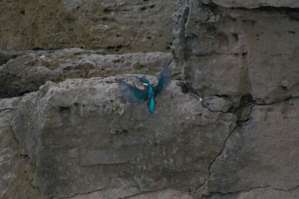 カワセミ - ML645833204