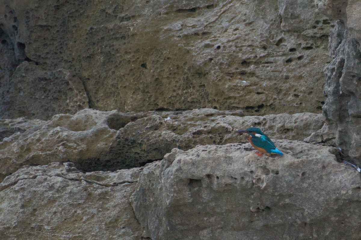 カワセミ - ML645833205