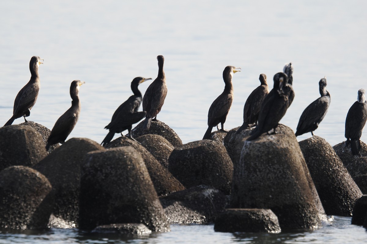 カワウ - ML645833206