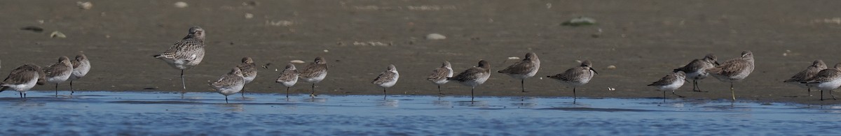 ヒレアシトウネン／ヒメハマシギ - ML645833207