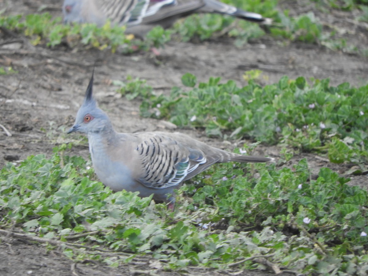 レンジャクバト - ML645833215