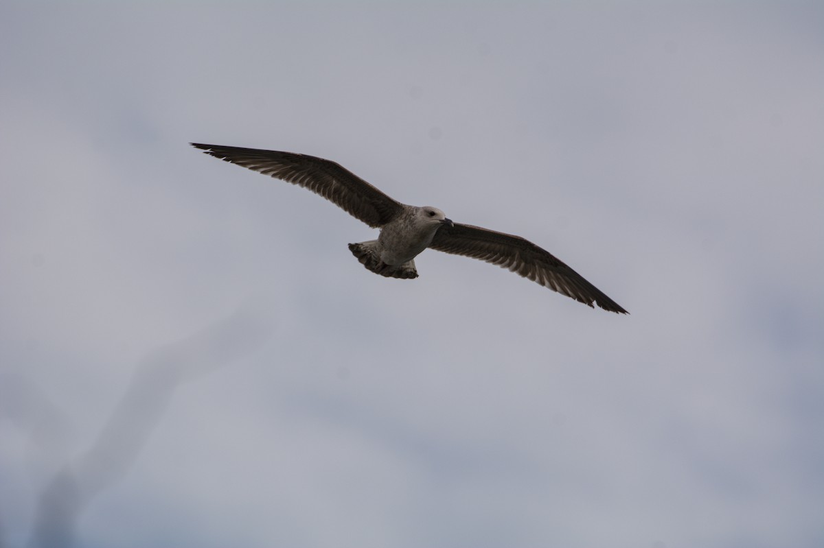 ニシセグロカモメ - ML645833219