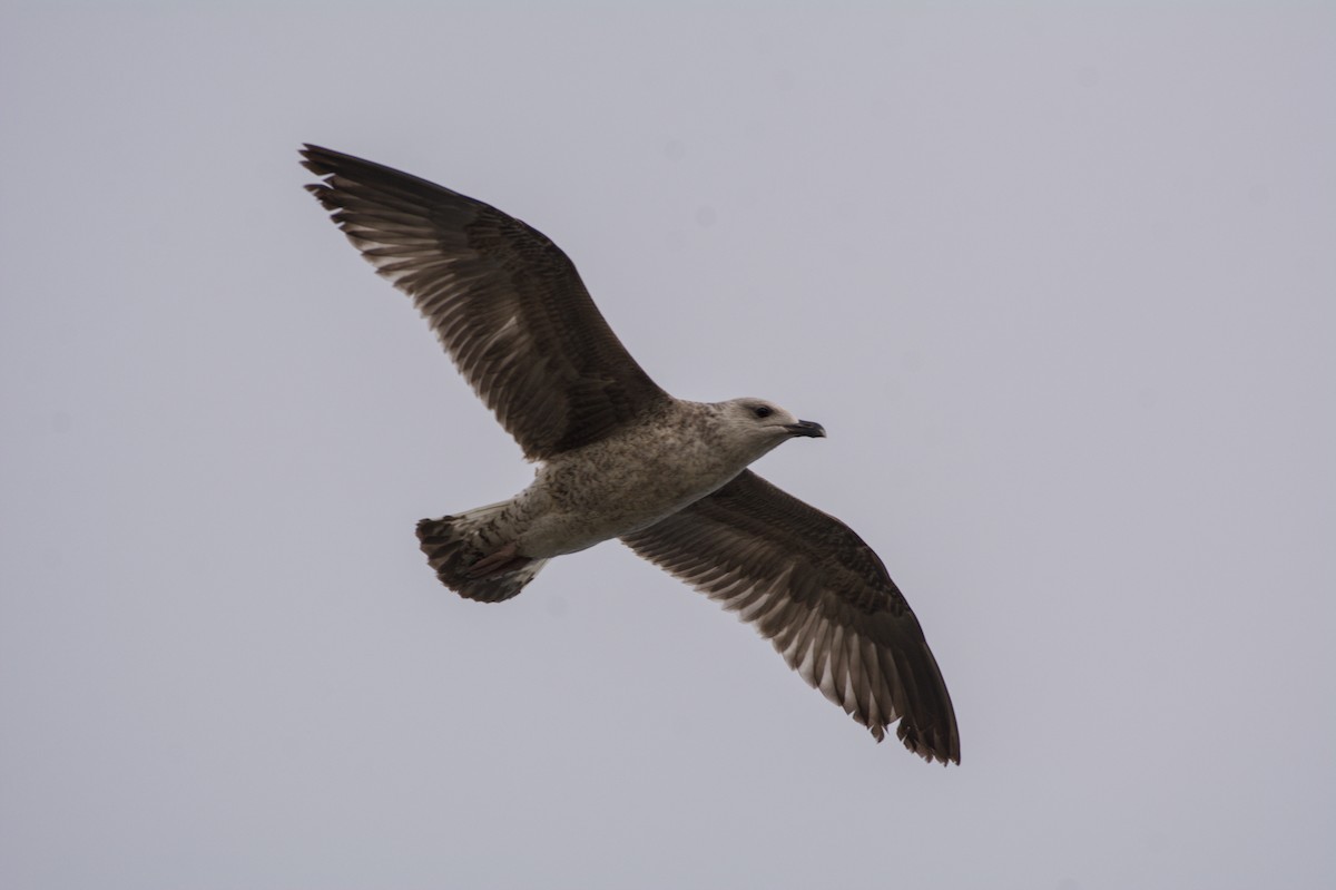 ニシセグロカモメ - ML645833220