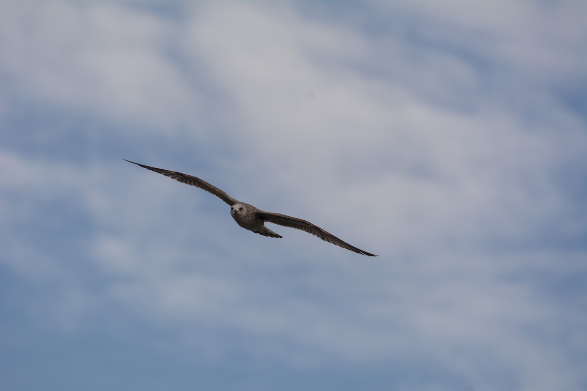 ニシセグロカモメ - ML645833221