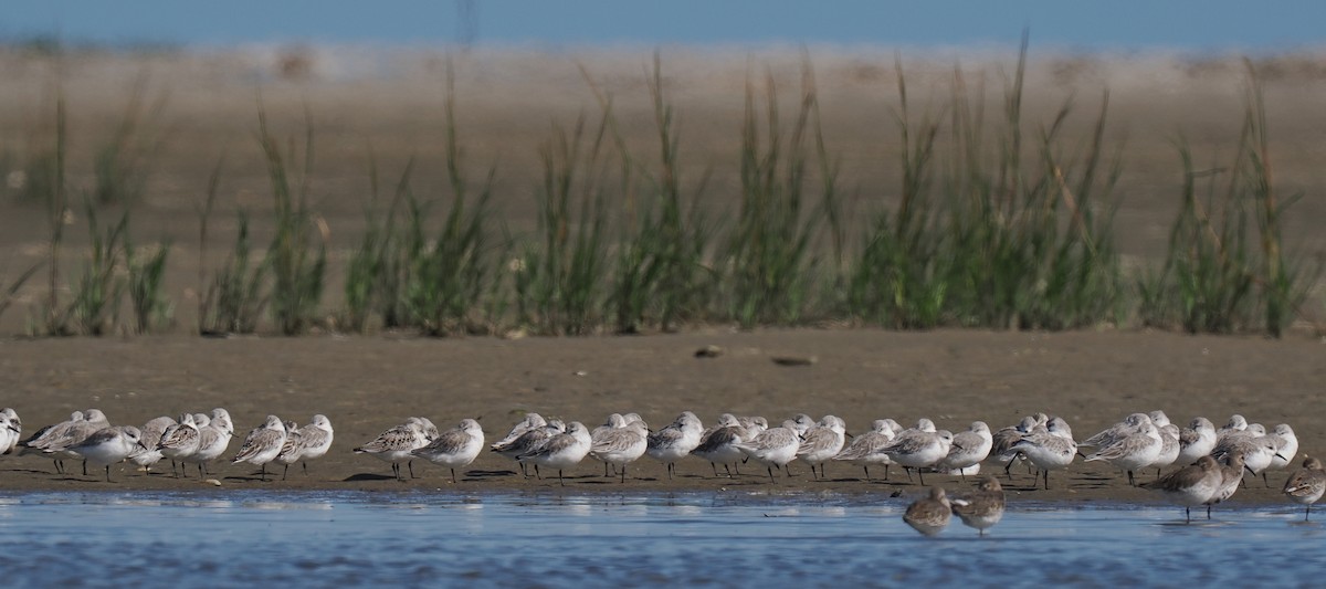 ミユビシギ - ML645833222