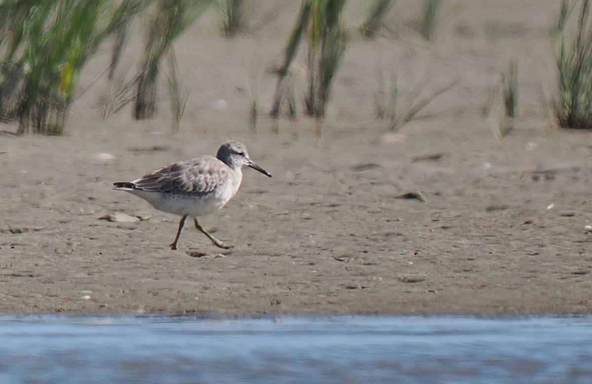 コオバシギ - ML645833223