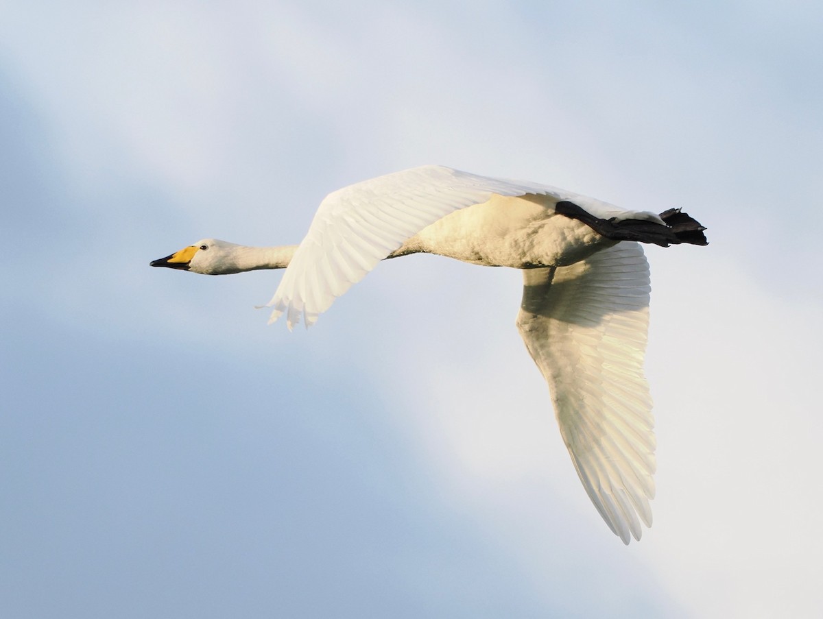 オオハクチョウ - ML645833224