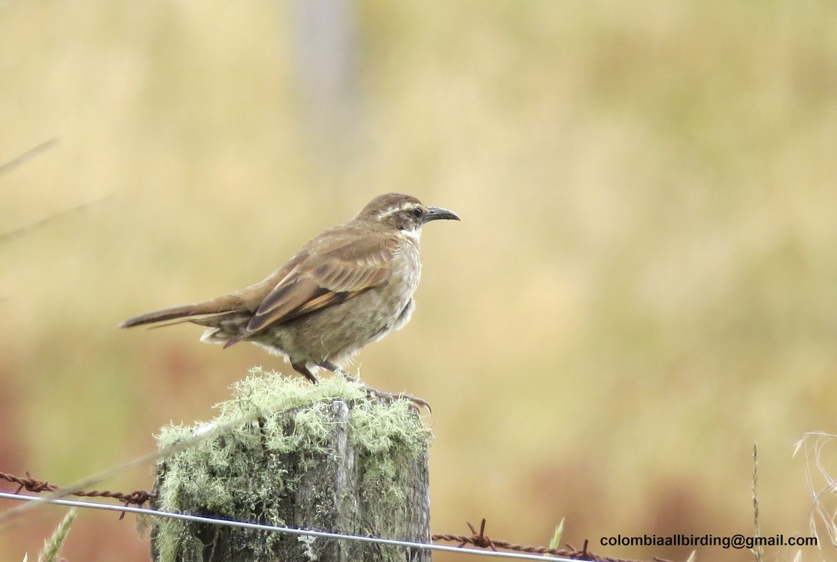 キマユジカマドドリ - ML645833225