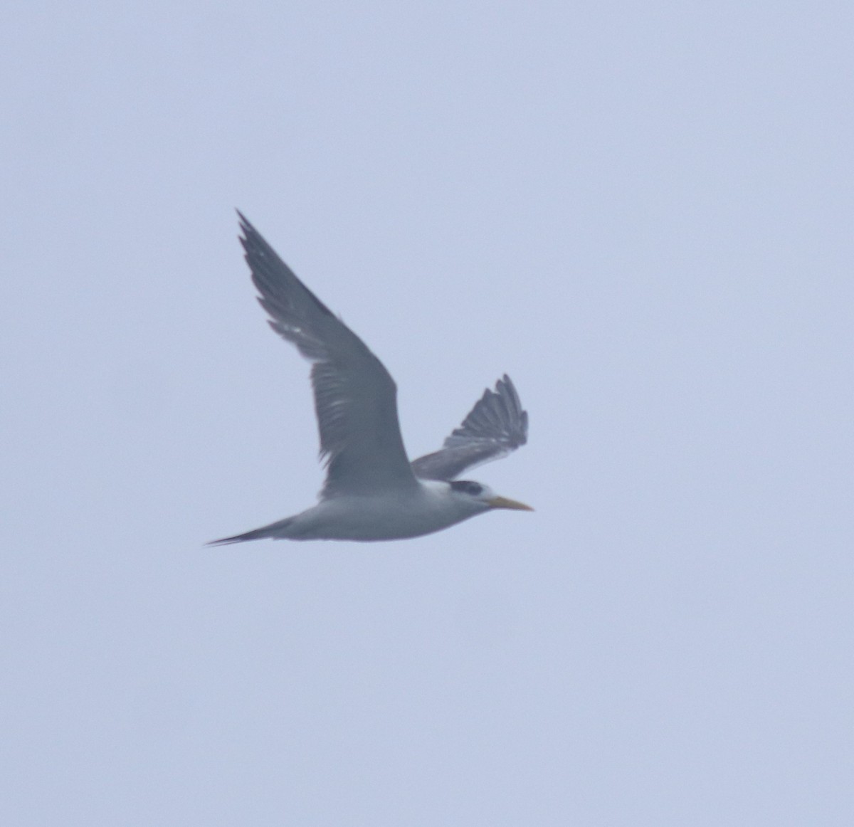 オオアジサシ - ML645833227