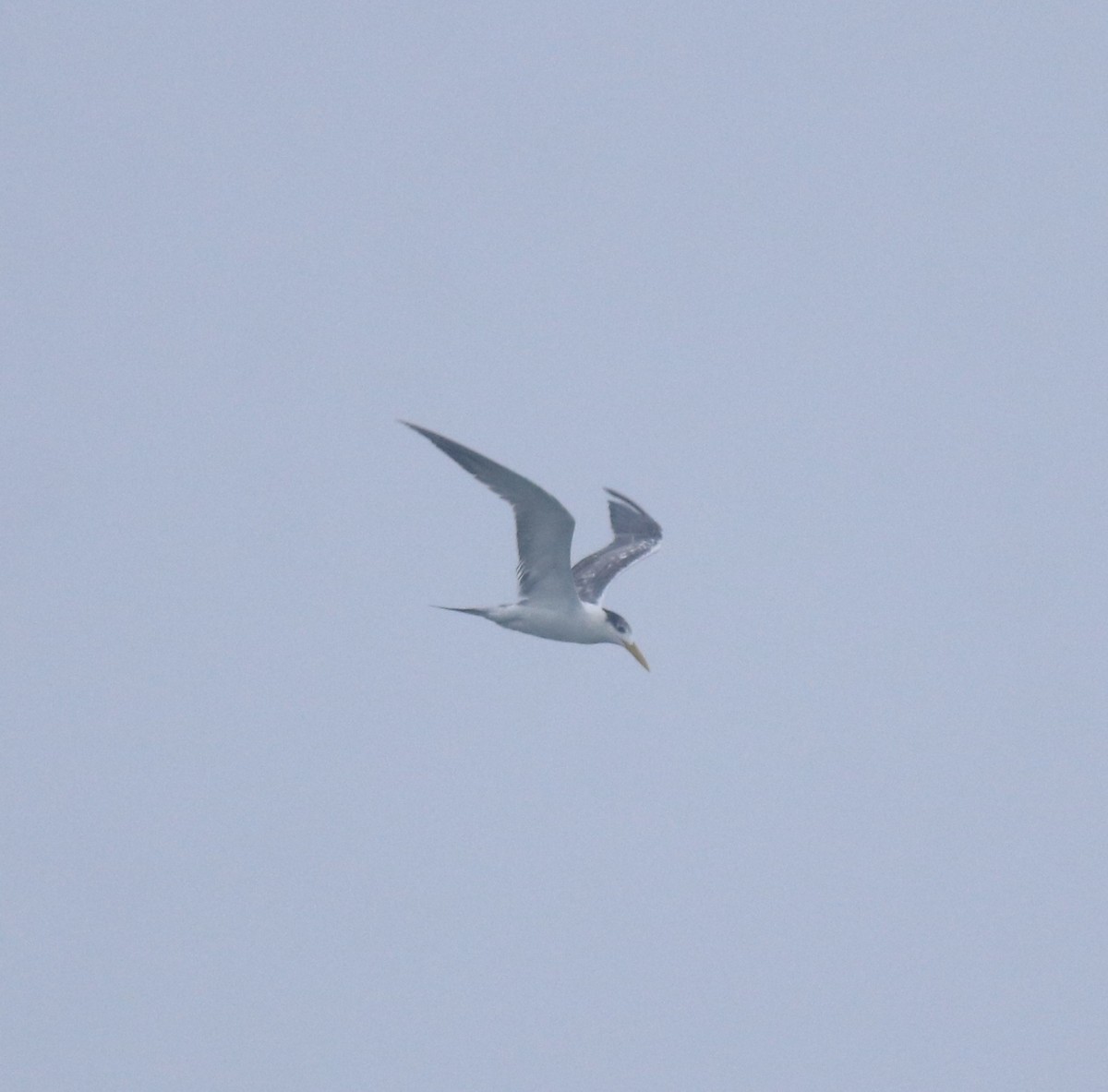 オオアジサシ - ML645833229