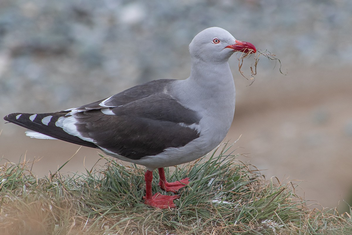 マゼランカモメ - ML645833230