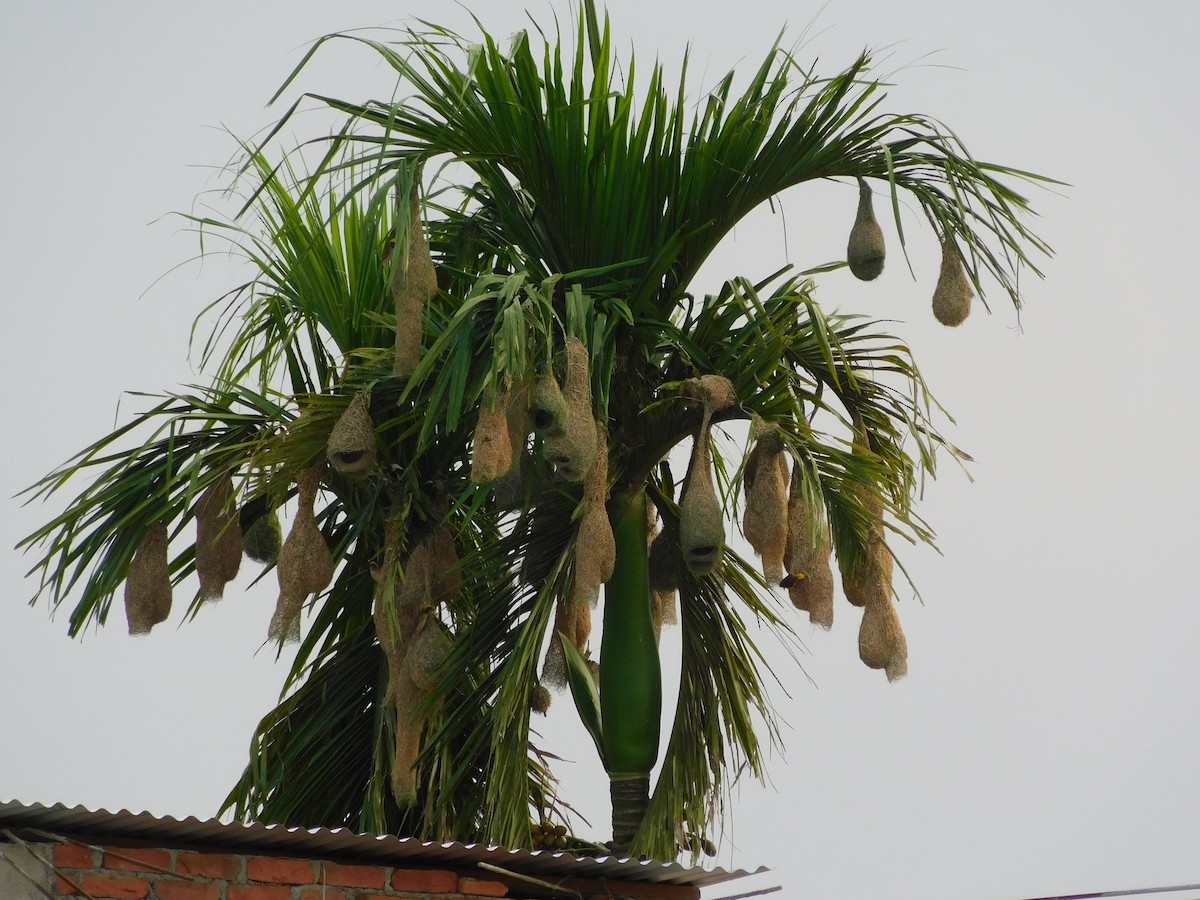 Baya Weaver - ML645833231