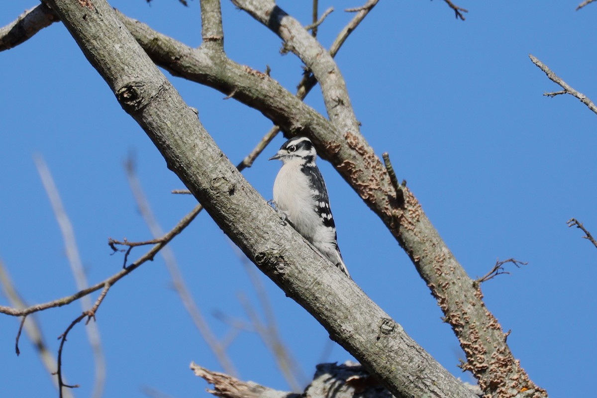 セジロコゲラ - ML645833232