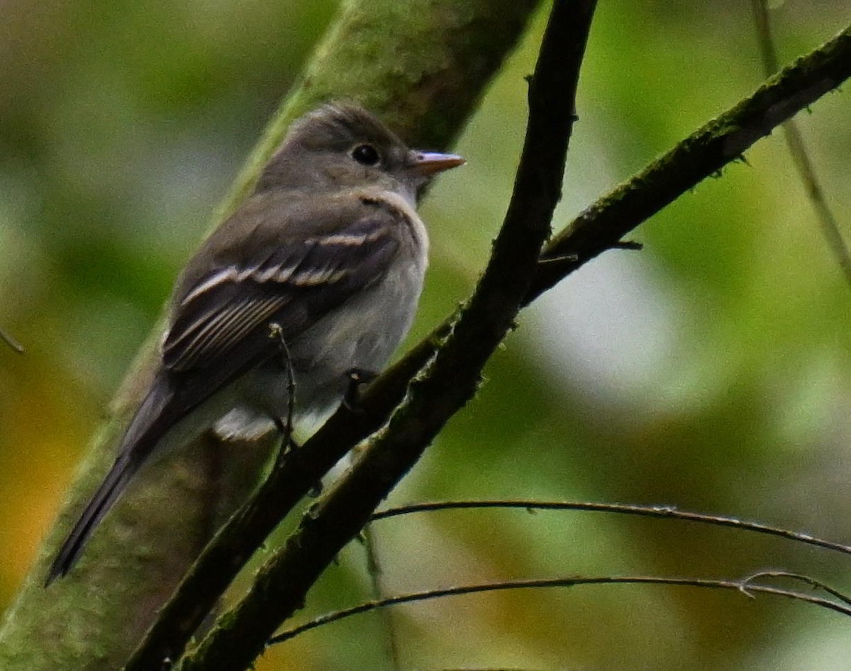 ミドリメジロハエトリ - ML645833233