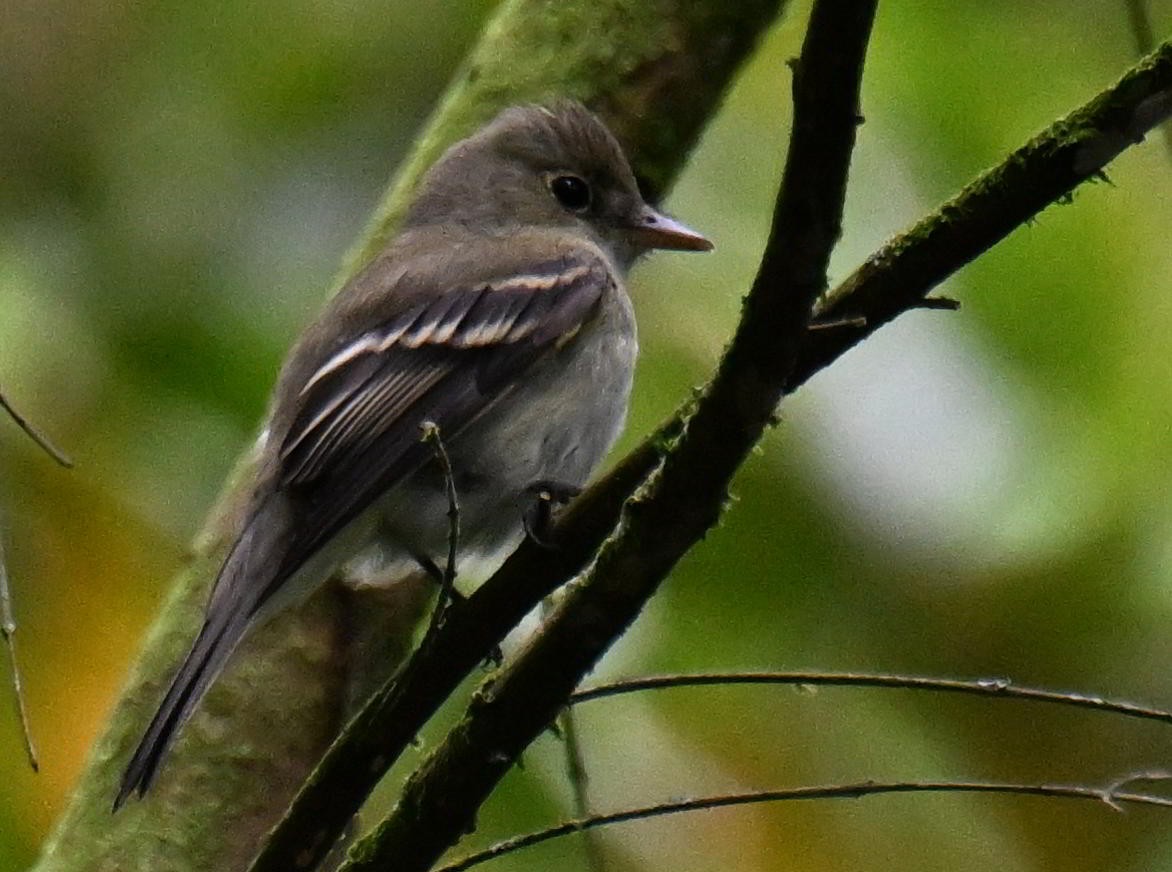 ミドリメジロハエトリ - ML645833234