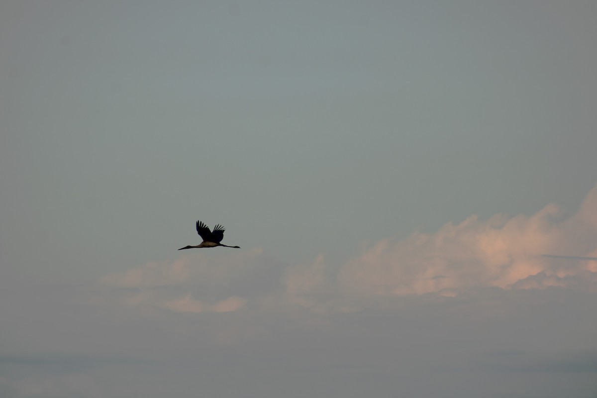 シロエンビコウ - ML645833235