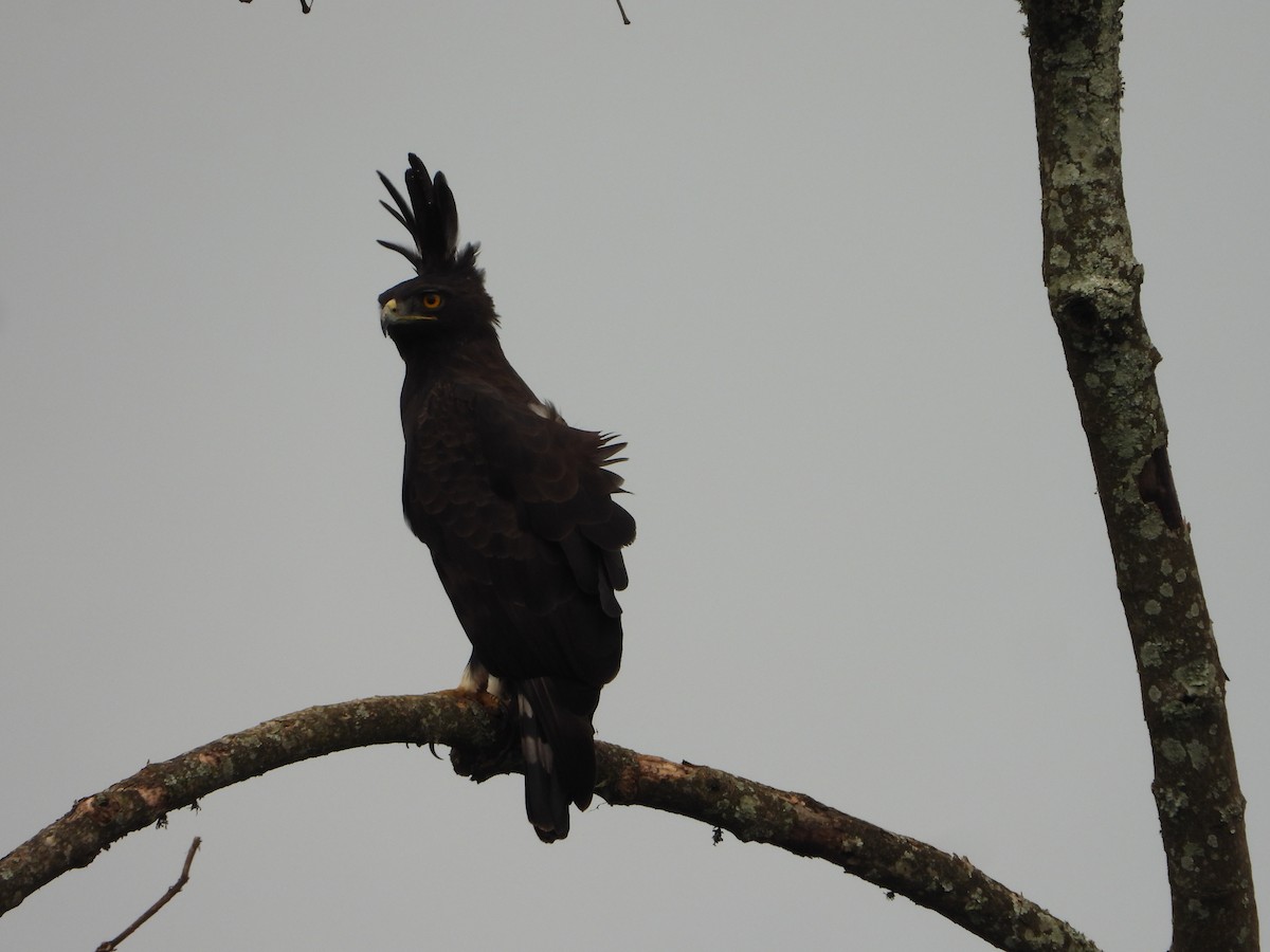 Long-crested Eagle - ML645833242