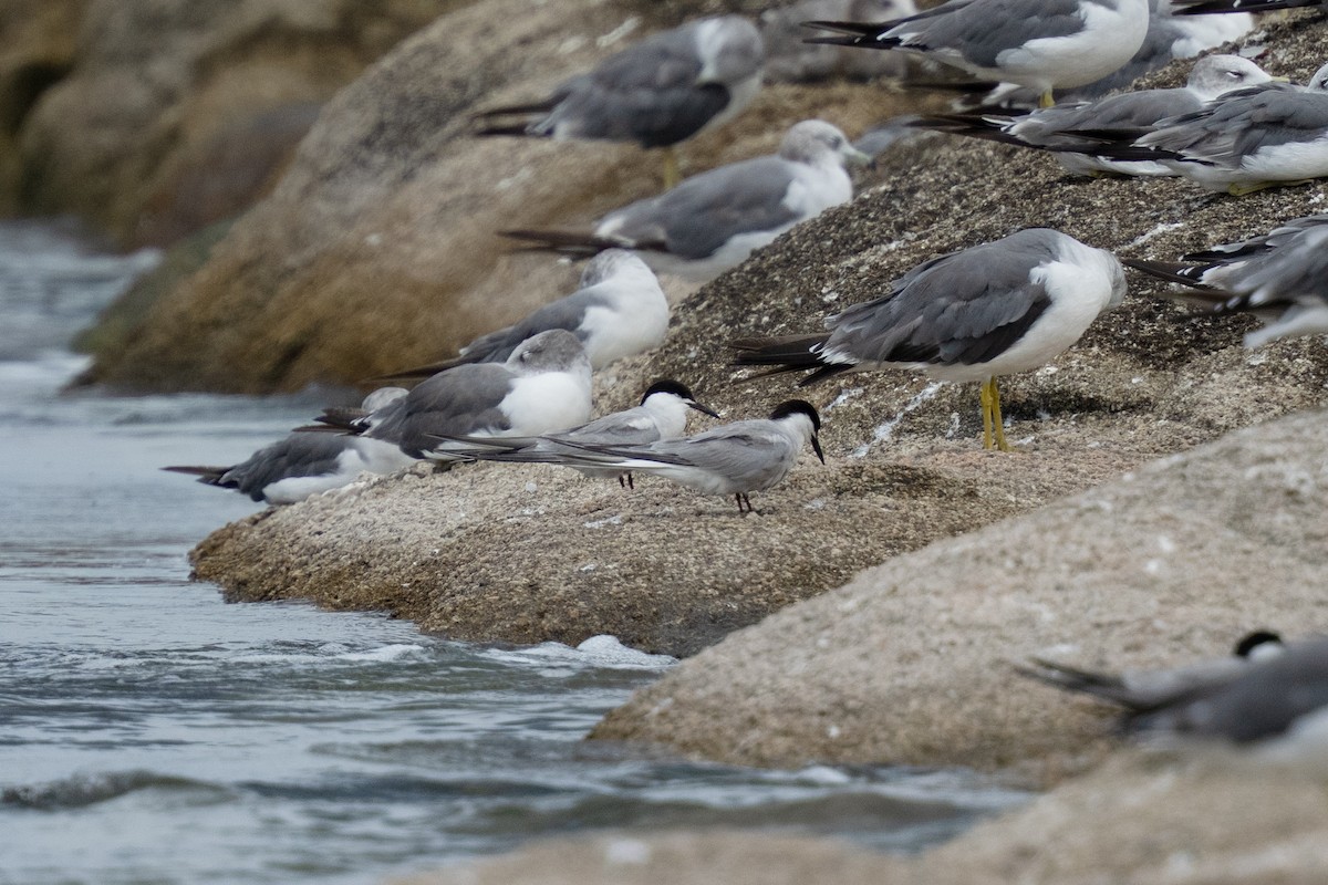 Common Tern - ML645833251