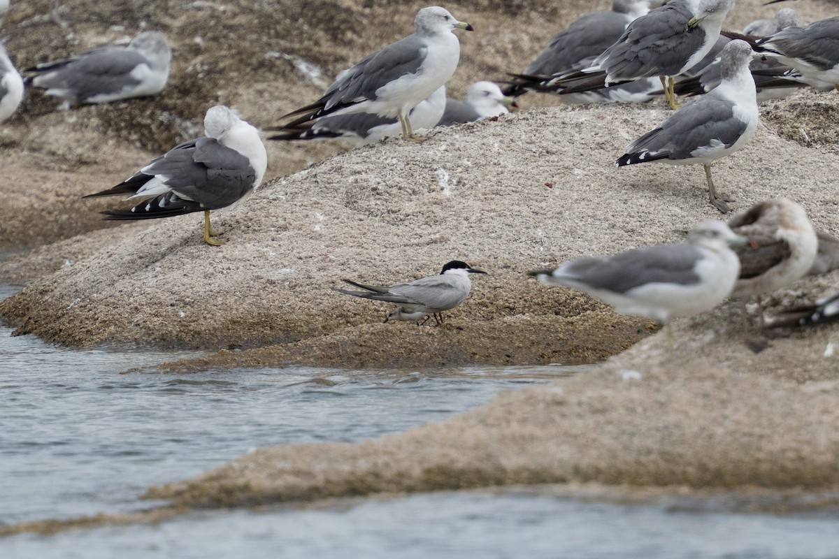 Common Tern - ML645833252