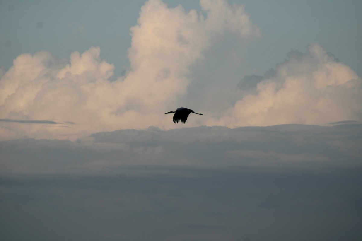 Maguari zikoina - ML645833254