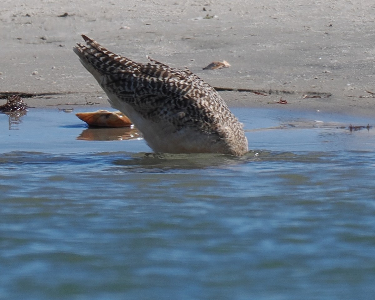 Kuliska kanelakara - ML645833256