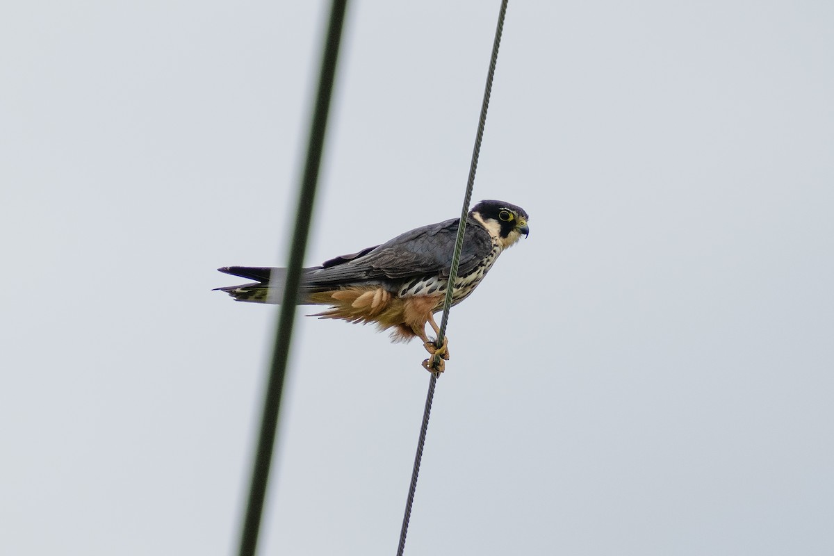 Zuhaitz-belatz eurasiarra - ML645833257