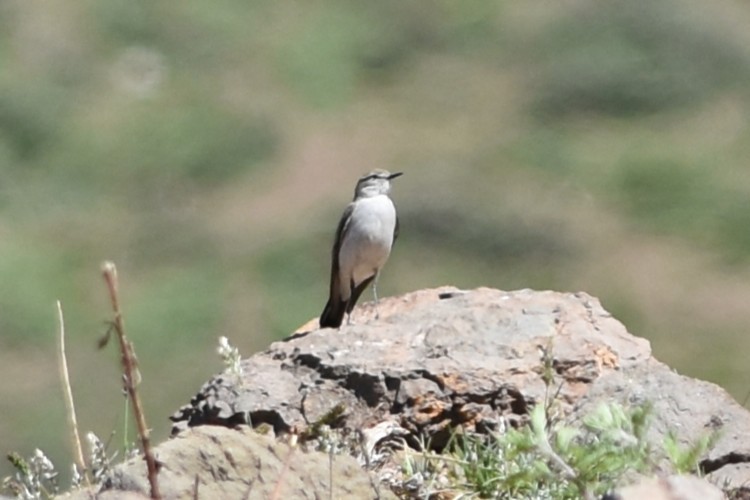 White-browed Ground-Tyrant - ML645833258
