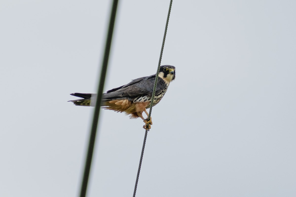 Zuhaitz-belatz eurasiarra - ML645833259