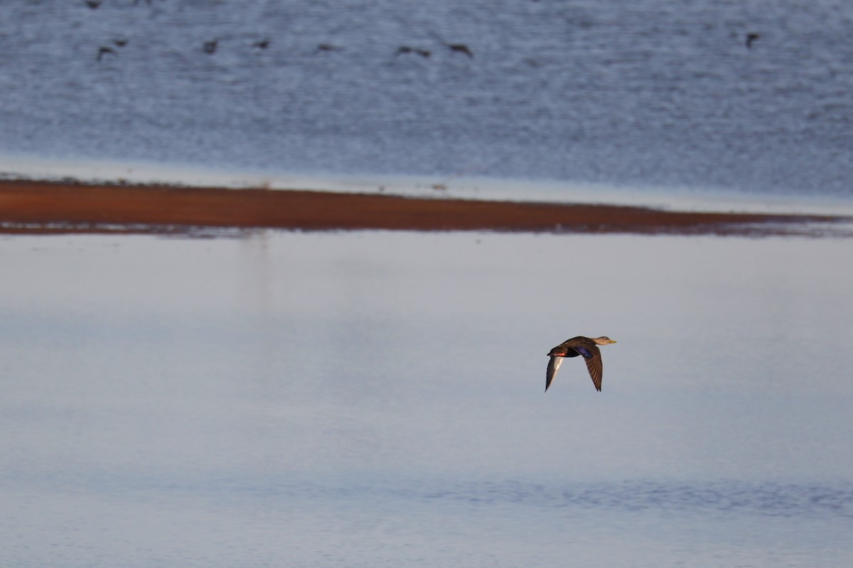 Ahate iluna - ML645833262