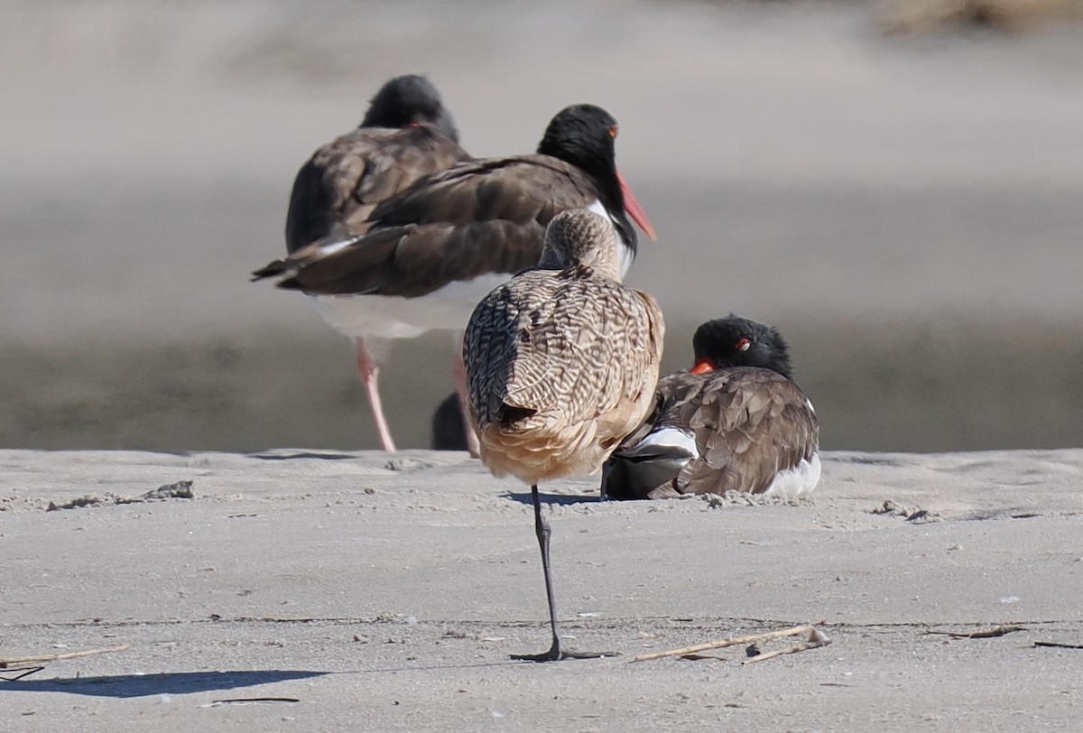 Kuliska kanelakara - ML645833263