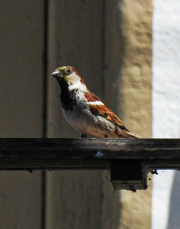 Etxe-txolarrea - ML645833265