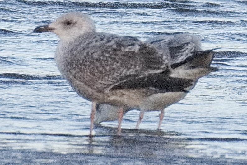 Kaio hauskara europarra - ML645833266