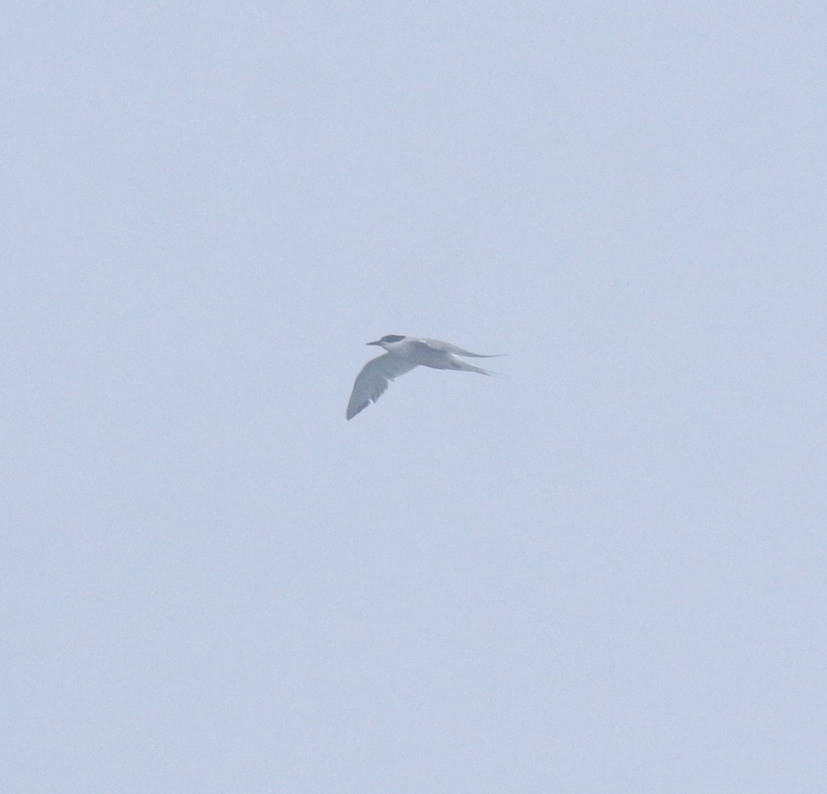 Txenada arrunta - ML645833271