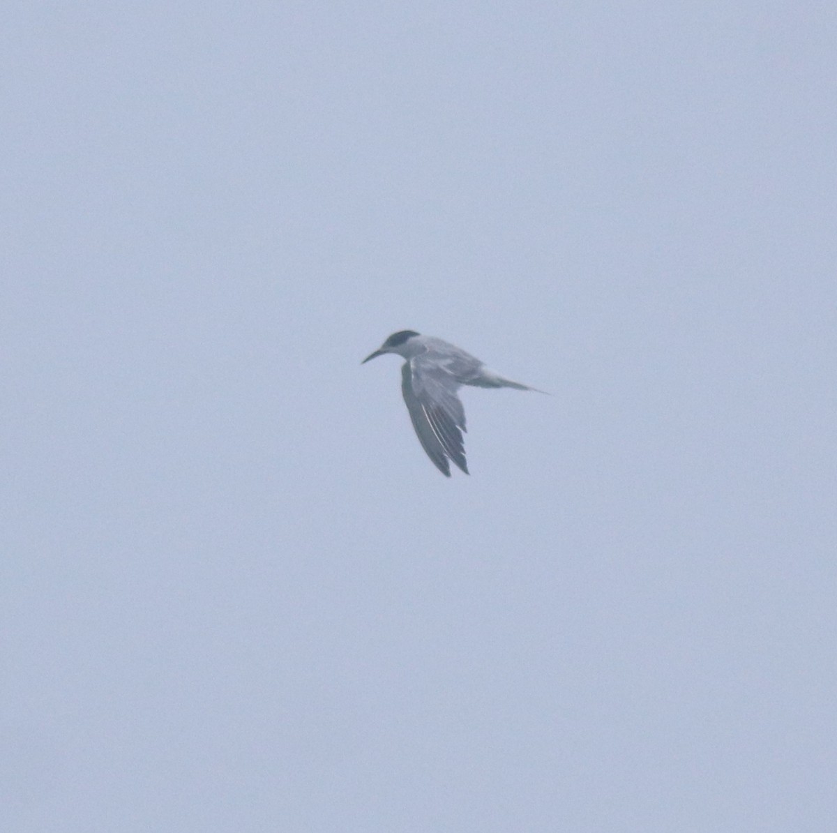 Common Tern - ML645833273