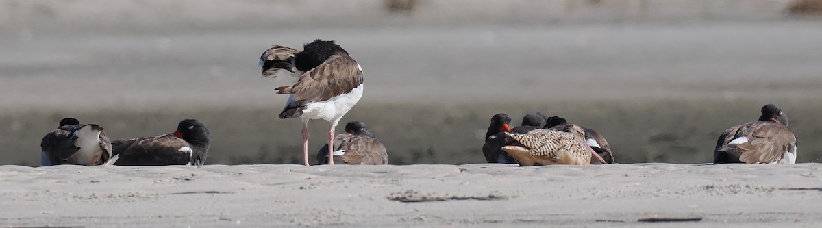 Itsas mika amerikarra - ML645833276