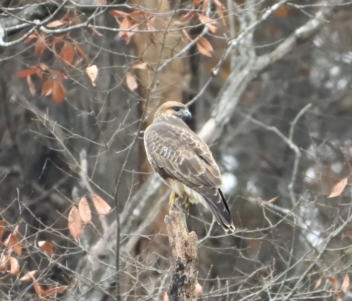 Eastern Buzzard - ML645833277
