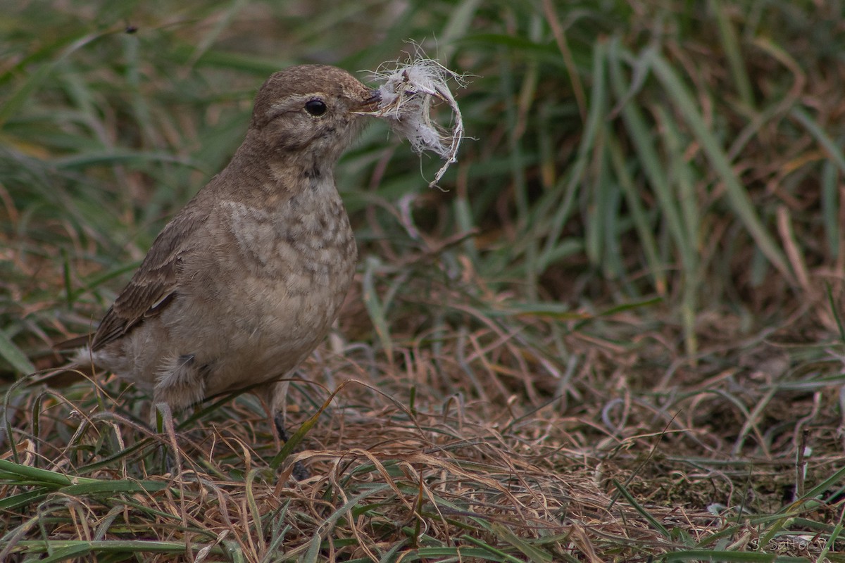 Short-billed Miner - ML645833278