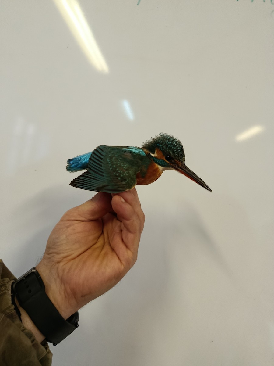 Martin arrantzalea - ML645833280