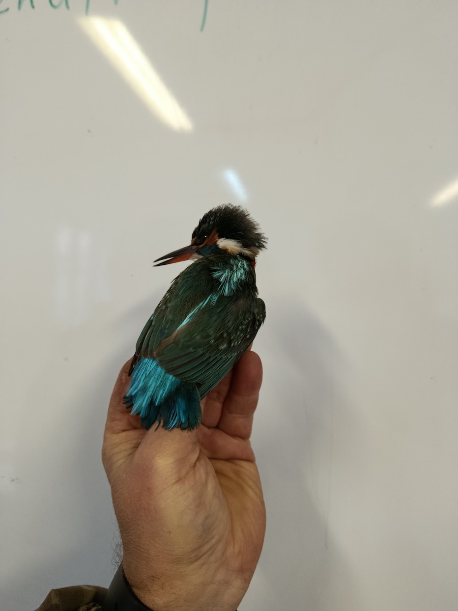 Martin arrantzalea - ML645833281