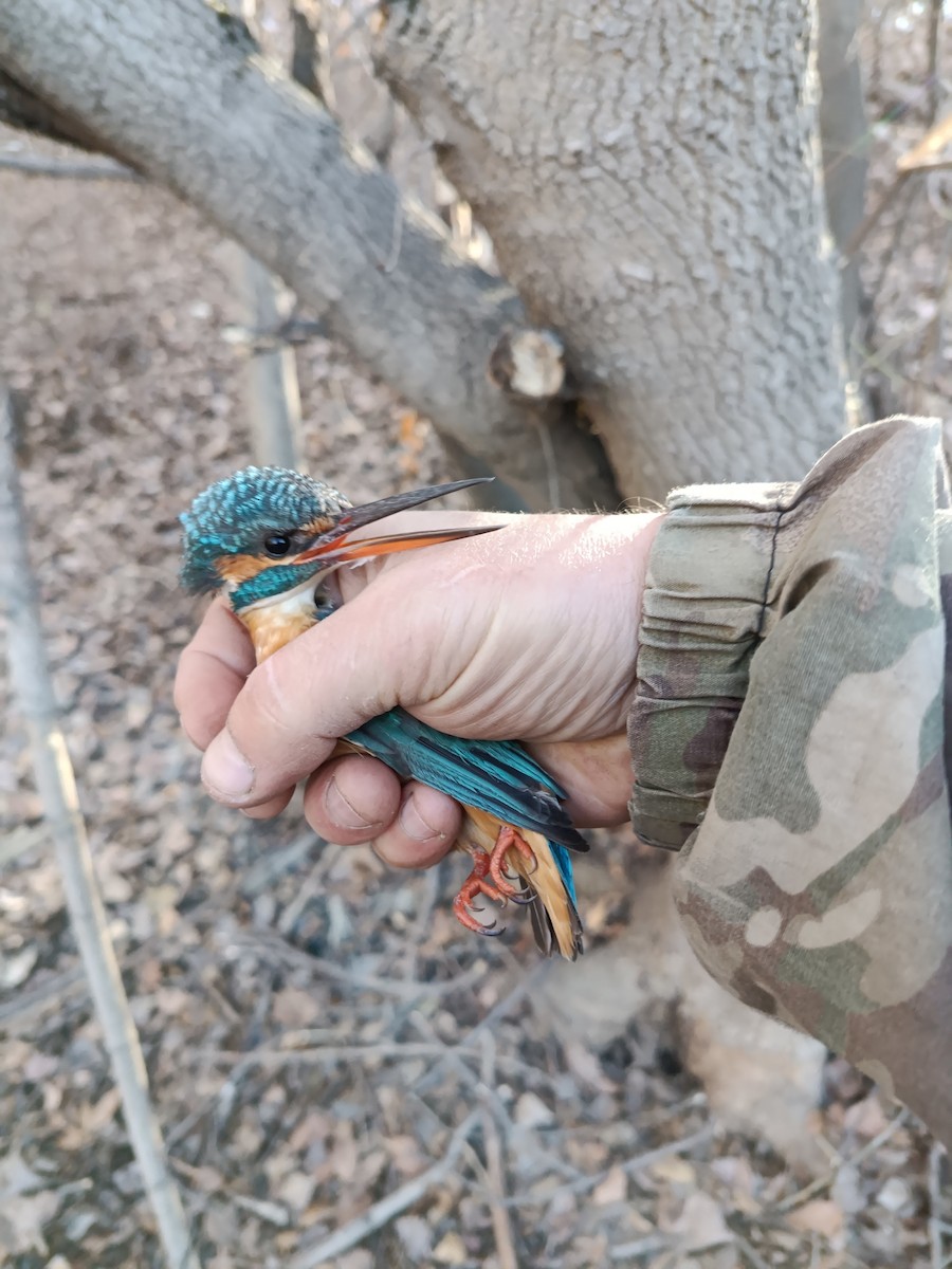 Martin arrantzalea - ML645833282