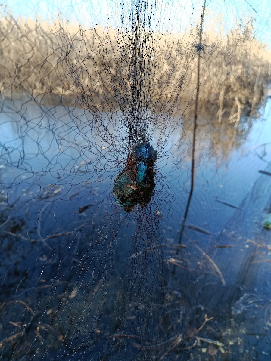 Martin arrantzalea - ML645833283