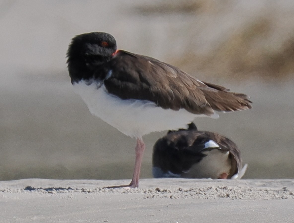 Itsas mika amerikarra - ML645833284