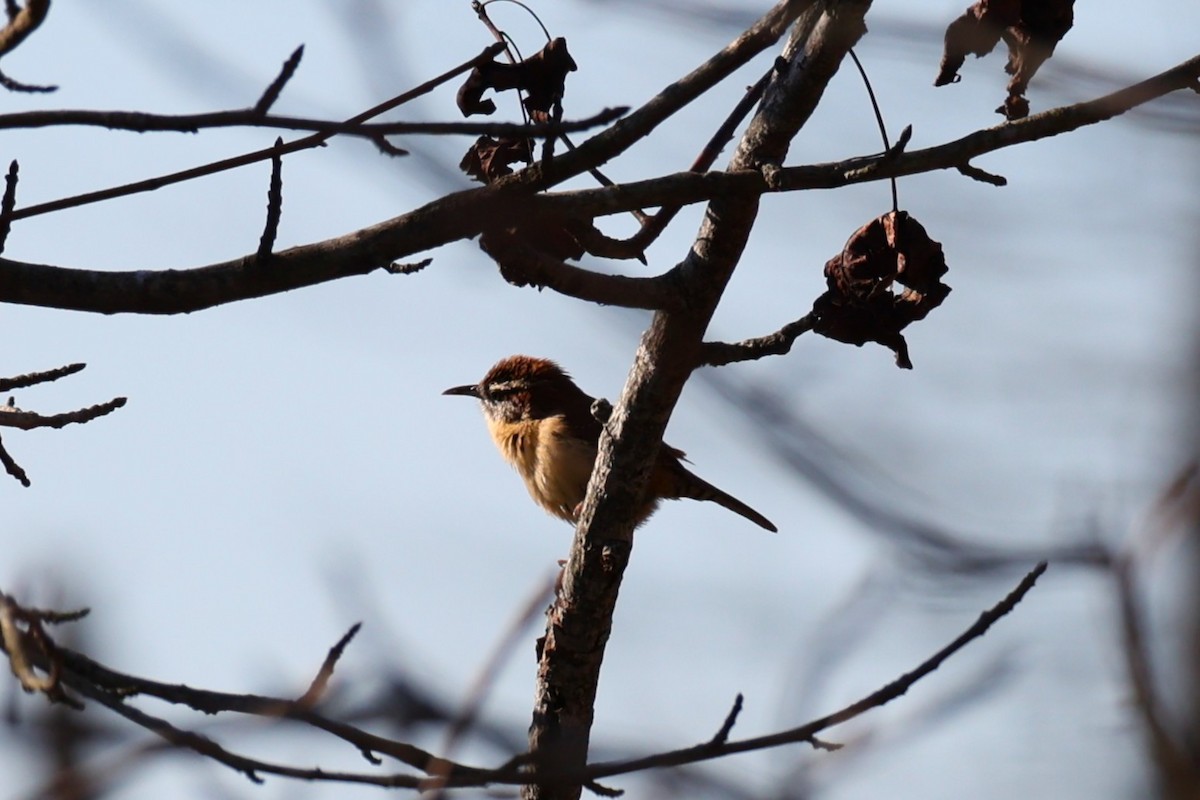 Carolina Wren - ML645833285
