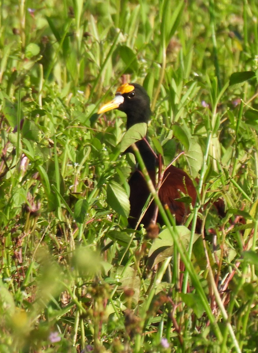 Northern Jacana - ML645833287